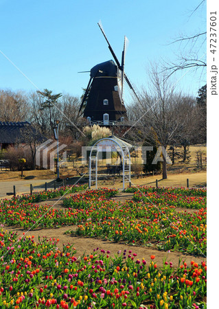 ふなばしアンデルセン公園のアイスチューリップの花めいろと風車（1月）千葉県船橋市 47237601