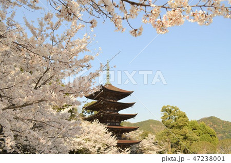 春 五重塔 春 五重塔 47238001