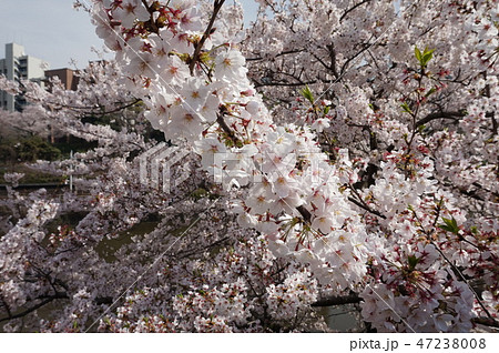 外濠の満開の桜(市ヶ谷) 外濠の満開の桜(市ヶ谷) 47238008