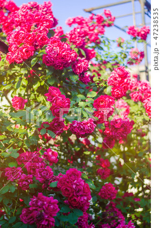 Beautiful bush of pink roses in a spring garden Beautiful bush of pink roses in a spring garden 47238535