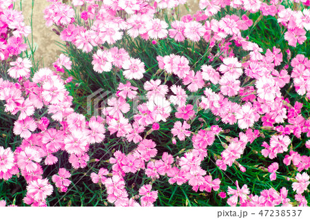 beautiful spring flowers Rose Maiden Pinks 47238537