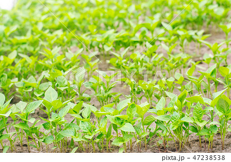 green pepper seedlings in the greenhouse 47238538