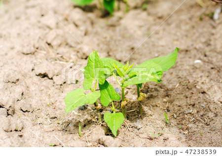 A bush of young kidney beans with seeds grows A bush of young kidney beans with seeds grows 47238539