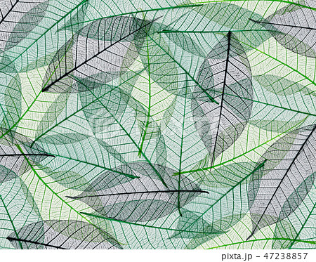 Sceletons of leaves 47238857
