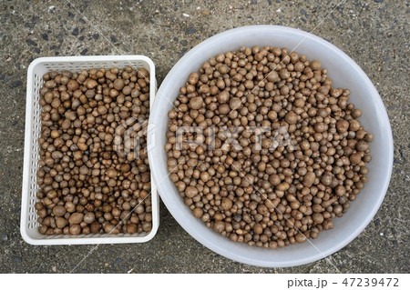 山芋の実　むかご 47239472