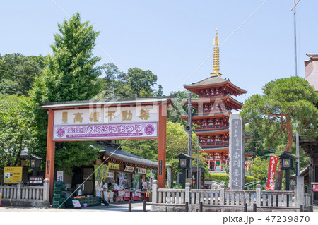 東京都　日野市　高幡不動尊金剛寺　あじさいまつりの季節 47239870