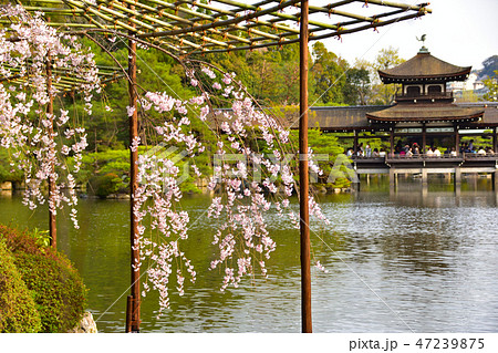 春 平安神宮東神苑 春 平安神宮東神苑 47239875