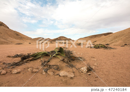 ナミビア 巨大植物 ウェルウィッチア ナミビア 巨大植物 ウェルウィッチア 47240184