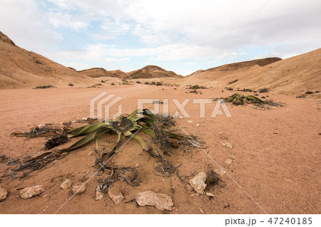 ナミビア　巨大植物　ウェルウィッチア 47240185