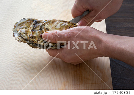 牡蠣の貝殻を剥く 47240352