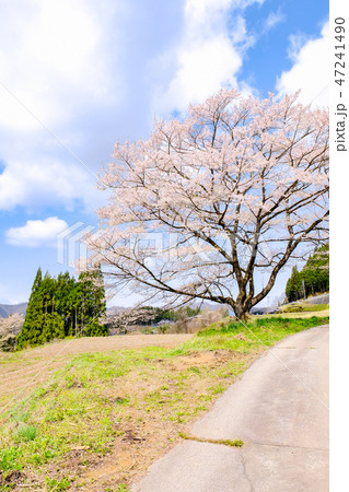 農村の一本桜 47241490