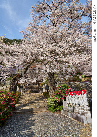 山梨県　永泰寺の桜 47241977