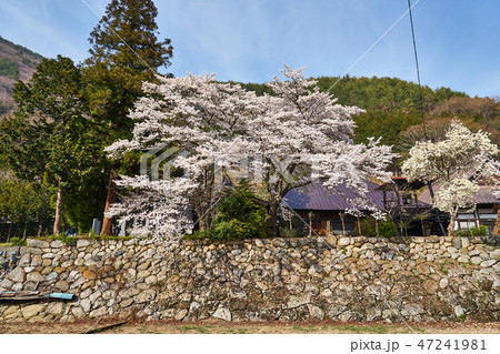 山梨県 永泰寺の桜 山梨県 永泰寺の桜 47241981