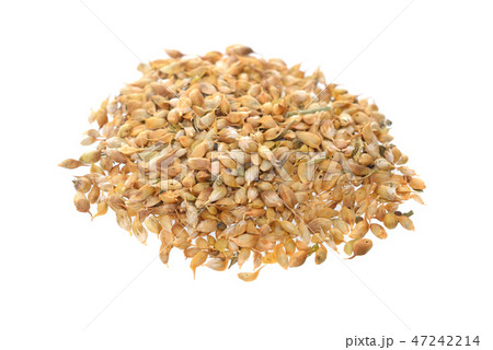 Trigonella caerulea or blue fenugreek.  47242214