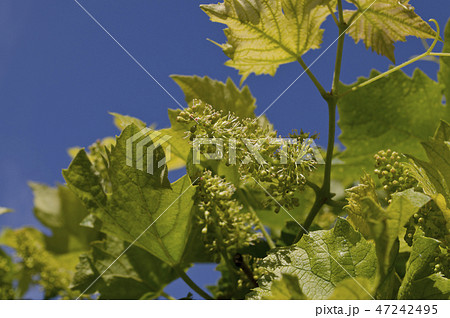 Growing bio grapes in the northern fields 47242495