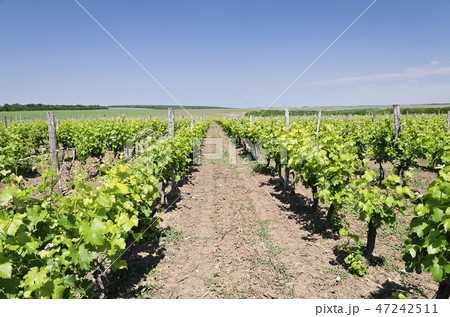 Landscape of rows in the vineyard, Bulgaria 47242511