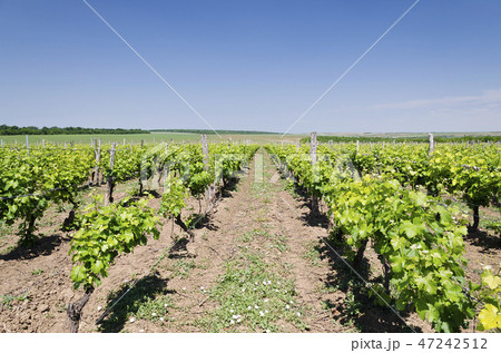 Landscape of rows in the vineyard, Bulgaria Landscape of rows in the vineyard, Bulgaria 47242512