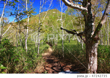 初夏の昆布岳登山道 初夏の昆布岳登山道 47242735