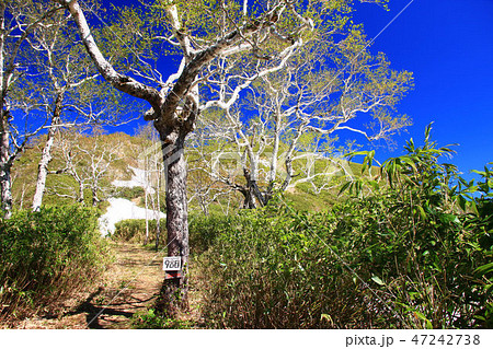 初夏の昆布岳登山道 初夏の昆布岳登山道 47242738