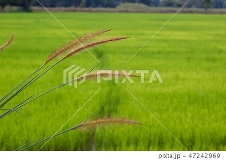Feather Pennisetum, Mission Grass with Rice Farm 47242969