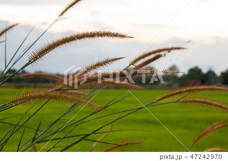 Feather Pennisetum, Mission Grass with Rice Farm 47242970
