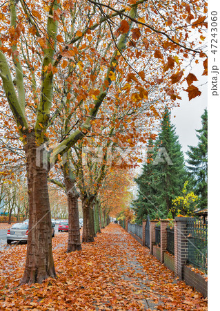 Autumn street in neighborhood of Berlin. 47243060