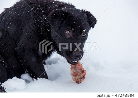 Stray dogs in the winter outside 47243984