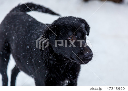Stray dogs in the winter outside 47243990