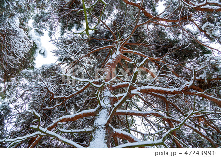 Snowy pines in the winter forest Snowy pines in the winter forest 47243991