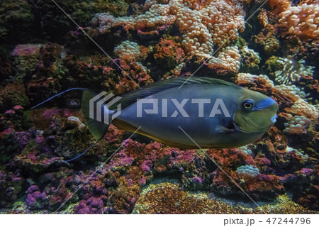 Blue bignose unicorn fish near live coral reef Blue bignose unicorn fish near live coral reef 47244796
