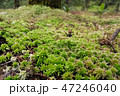 Forest floor covered with a layer of green moss 47246040