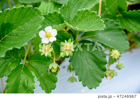 いちごの花 47246967