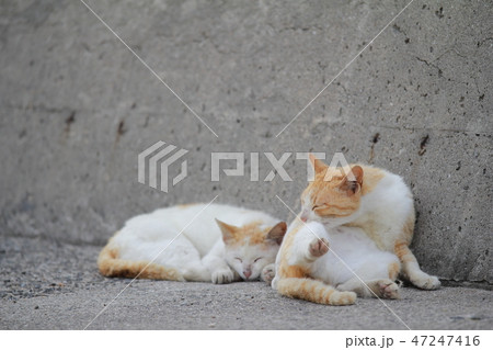 佐柳島の猫 47247416