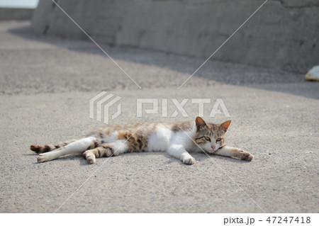 佐柳島の猫 47247418