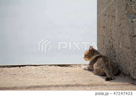 佐柳島の猫 47247423
