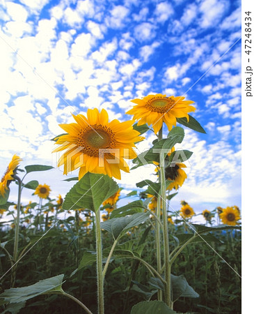 北海道厚沢部町でひまわり畑とうろこ雲の風景を撮影 北海道厚沢部町でひまわり畑とうろこ雲の風景を撮影 47248434