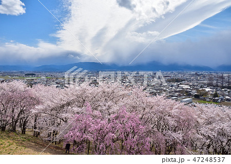松本 弘法山古墳の桜 松本 弘法山古墳の桜 47248537