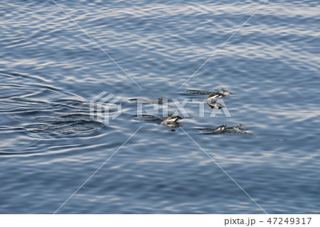 ペンギンが飛んだ 47249317