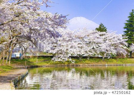 富士山と満開の桜、静岡県御殿場市東山湖にて 富士山と満開の桜、静岡県御殿場市東山湖にて 47250162