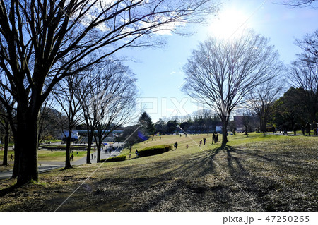 横浜　青葉区　子どもの国　公園 47250265