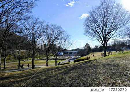 横浜 青葉区 子どもの国 公園 横浜 青葉区 子どもの国 公園 47250270