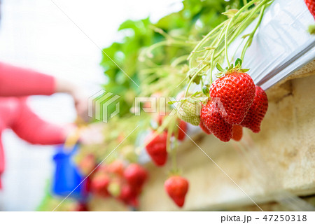 苺栽培　いちご狩り　収穫イメージ 47250318