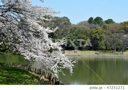 満開の桜と大池 満開の桜と大池 47251271