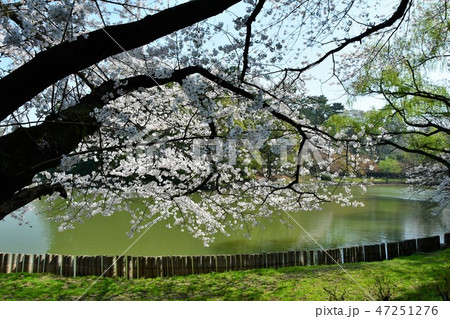 満開の桜と大池 47251276