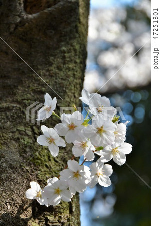 満開の桜と大池 47251301