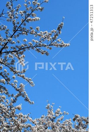 満開の桜と大池 満開の桜と大池 47251313