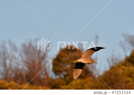 ホシゴイ 47251534