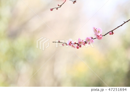 梅の花 梅の花 47251694