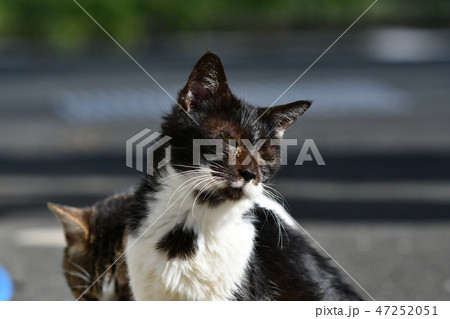 猫・野良猫・白と黒・オス・快晴・いつも一緒・仲間・一月・快晴・ご飯・欲しい・叫ぶ可愛い・おじいちゃん 猫・野良猫・白と黒・オス・快晴・いつも一緒・仲間・一月・快晴・ご飯・欲しい・叫ぶ可愛い・おじいちゃん 47252051