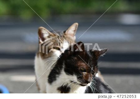猫・野良猫・白と黒・オス・快晴・いつも一緒・仲間・一月・快晴・ご飯・欲しい・叫ぶ可愛い・おじいちゃん 47252053